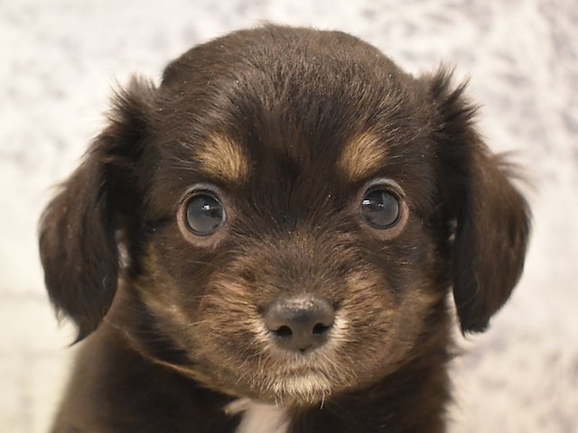千葉県のハーフ犬 (ペッツワン船橋習志野店/2024年2月17日生まれ/女の子/ブラックタン)の子犬